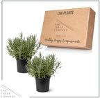 The Three Company Herb - Live Aromatic Herb, Lavender (4 Pack) - Image 4