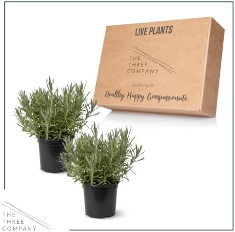 The Three Company Herb - Live Aromatic Herb, Lavender (4 Pack) - Image 4