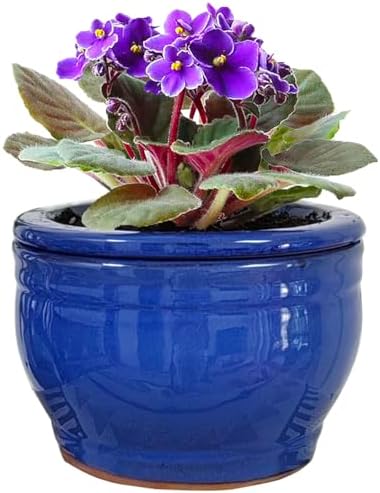 African Violet Pots Self Watering Blue 6 inch by Dphagesy