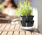 D'vine Dev Self-Watering Black Terracotta Planter, 4 in, 3-Pack, 37-Z-A-3-T - Image 7