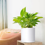 D'vine Dev 4-Pack White Plastic Planters with Saucers, 6.5 in, 74-Z-L-2 - Image 3