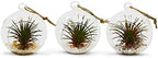 WGV Hanging Terrarium Globe, Width 2.5", Height 3", DIY Air Succulent Planter, Clear Glass Vase Orb with Flat Bottom, Candle Holder for Windowsill Outdoor Garden Decor, 6 Pieces Bulk - Image 4
