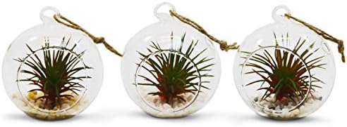 WGV Hanging Terrarium Globe, Width 2.5", Height 3", DIY Air Succulent Planter, Clear Glass Vase Orb with Flat Bottom, Candle Holder for Windowsill Outdoor Garden Decor, 6 Pieces Bulk - Image 4
