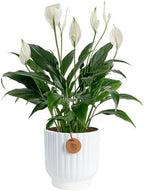 Costa Farms Peace Lily, Live Indoor Plant, Air Purifying, White Blooms by Unknown