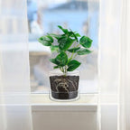 2 Sets 6 Inch Glass Planter with Drainage Hole and Tray Indoor Clear Plant Pots with Saucer Modern Decorative Orchid Glass Pot for Outdoor Flower Plants - Image 6