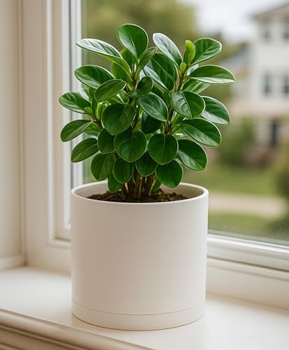 D'vine Dev Plastic Planter Pot with Saucer, 8 in, Oatmeal, 74-X-H-1 - Image 6