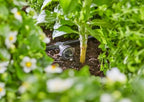 Gardena Micro-Drip-System Inline Drip Head, Pressure-equalising: Drip Head for Automatic Irrigation System, for Rows of Plants with Different Pot Heights, Simple Connection Technology (13312-20) - Image 4