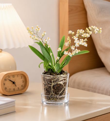 Phoenix Vine 3.5 Inch Clear Acrylic Planter Pot with Tray, Orchid Pot with Drainage Holes, Deep Saucer for Bottom Watering, Transparent Containers for Indoor Plants, Herbs, Set of 12, 91-A-D-12 - Image 6
