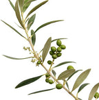 Perfect Plants Arbequina Olive Tree, 2-3 ft, Patio or Landscape - Image 2