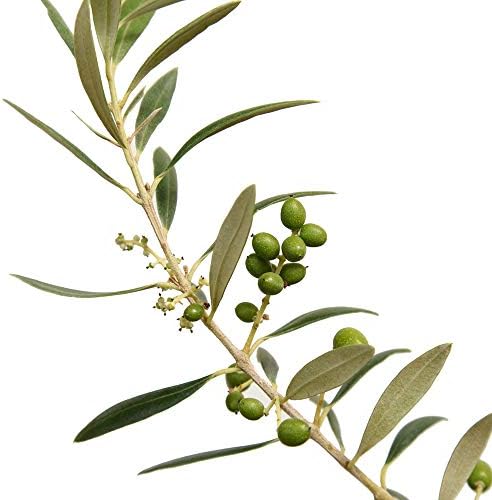 Perfect Plants Arbequina Olive Tree, 2-3 ft, Patio or Landscape - Image 2