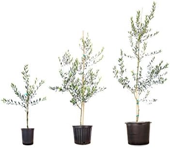Perfect Plants Arbequina Olive Tree, 2-3 ft, Patio or Landscape - Image 4