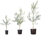 Perfect Plants Arbequina Olive Tree, 2-3 ft, Patio or Landscape - Image 4