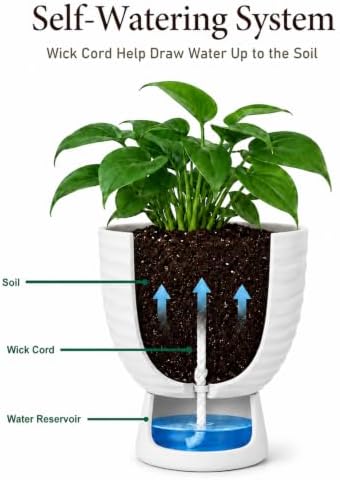 White Terracotta Self Watering Plant Pots, 6 and 8 Inch with Saucers - Image 5