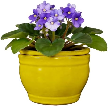 Self Watering Pot for African Violets Indoor Outdoor Plants, 6 inch, Yellow by SanmudecorGarden