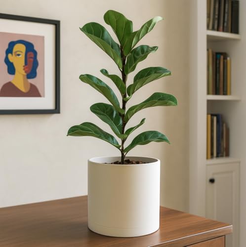 D'vine Dev Plastic Planter Pot with Saucer, 10 in, Oatmeal, 74-X-H-2 - Image 5