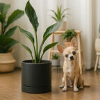 Phoenix Vine 6 Inch Planter Pot with Drainage Hole & Saucer, Deep Water Catch Tray, Straight Cylindrical Round Pot for Plants, Matte Black, Pack of 4, 23-C-S-4 - Image 3