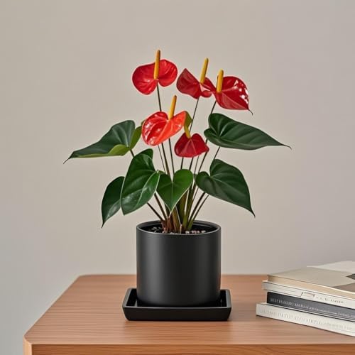 Square Ceramic Plant Saucer Tray 2 Pcs 6 7 8 Inch Black, 8" OD x6.7 ID x1.2 Deep, Sturdy Heavy Duty Glazed Planter Drip Flower pots with Catch Basin for Indoor Outdoor Plants(8" Black) - Image 5