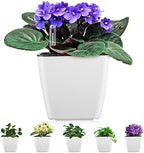 Self Watering Planters for Indoor Plants, 5.2 Inch 6 Pack Square Plastic Plant Pots with Water Level Indicator & Drainage System for African Violet Herbs Succulents - White by GsGardenSpecialty