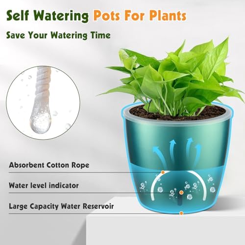 Self Watering Pots for Indoor Plants, 12-Pack 5'' Self Watering Planter with Drainage Holes, Small African Violet Pots with Water Indicator, Clear Wick Pot, White/Black/Blue/Rose Gold - Image 5
