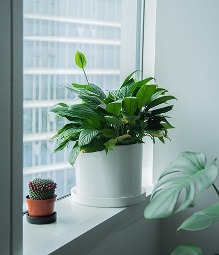 Phoenix Vine 12 Inch Plastic Plant Saucer Water Drip Tray, Heavy Sturdy Round Plant Drainage Tray for Indoors Outdoor, Set of 2, Matte White, 21-TY-12W-2 - Image 6