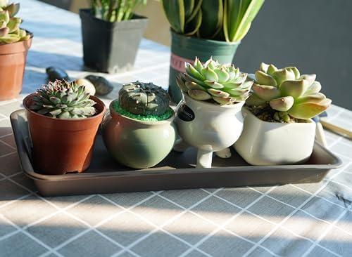 VUWEZ 6 Pack of Plastic Plant Tray Saucer Rectangular 14 inch, Plant Trays Saucers for Indoors Outdoor, Plant Water Drip Tray for Flower Pot Planter, Windowsill Plant Tray (6.8 X 14.5'', Brown) - Image 4