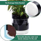 Phoenix Vine 10 Inch Self Watering Terracotta Planter, Black Terracotta Clay Pot with Glass Reservoir for Indoor Plants, Herbs, Flowers, Set of 1, 52-C-I-1 - Image 5