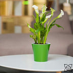 Santino 8.6 Inch ARTE Self Watering Planters (Set of 3) in Transparent Indoor Flower Pot for All House Plants, Flowers and Orchids - Image 7
