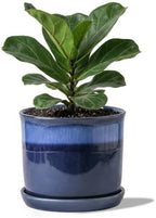 8 Inch Plant Pot: Ceramic Planter with Drainage Hole & Saucer - Flowerpot for Indoor & Outdoor Plants with Separate Tray for Home & Office - Blue by Chubacoo
