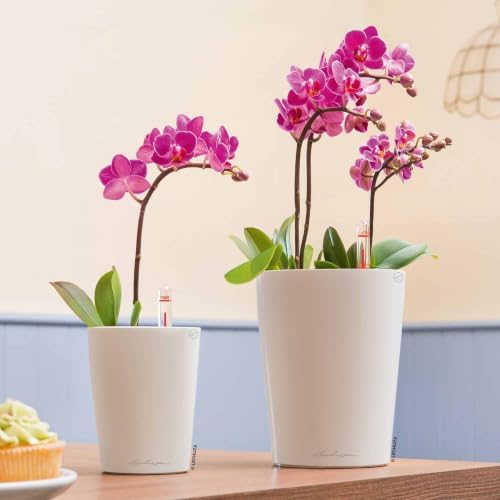 Lechuza 14900 Deltini Self-Watering Planter for Indoor and Outdoor Use, 6" x 6" x 7", White - Image 2