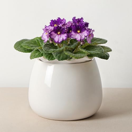 Fayoula Self Watering Plant Pot, 6 Inch African Violet Pots Maintenance, Ceramic Self-Watering Planter for Indoor Plants - Ideal Flower Pot for Thriving Indoor Gardens, White by FayoulasGarden