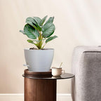 WSMKSZ 12/10/9 inch Large Self Watering Pots for Indoor Plants, Set of 3 - Image 6