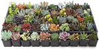 Mountain Crest Gardens Ultimate Succulent Variety Pack - 50 Unique Live Plants, Many Types, Rooted in 2 inch Pots - Indoor/Outdoor Real Succulents for Garden Decor, Favors, DIY Arrangements - Image 2