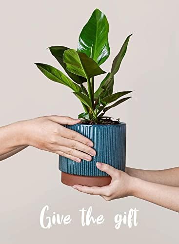 LE TAUCI Ceramic Pots for Plants, 8+6.7+5.5 Inch Plant Pots Indoor, Flower Pot with Drainage Holes, Medium Cylinder Planters for Indoor House Plants, Set of 3, Blue - Image 5