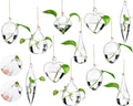 Zopeal 6 Set Wall Hanging Glass Planter Terrarium Propagation Station Vase Container Watering Squeeze Bottle with Rope and Hook for Hydroponic Plants Flower Home Decor Gifts (Classic Style) by Zopeal