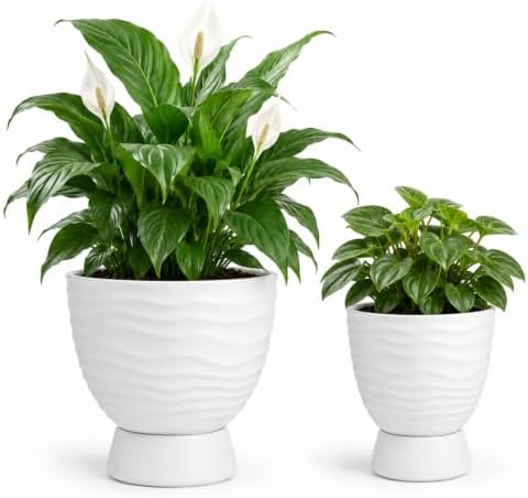 White Terracotta Self Watering Plant Pots, 6 and 8 Inch with Saucers by vensovo