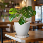 Eightpot Plant Tray for Pots - Ceramic Plant Saucer for Indoors Outdoors 7.5 Inch Plant Water Catcher Tray Plant Drainage Dray Decorative Flower Pot Saucer Plant Plates to Catch Water, Cream White - Image 6