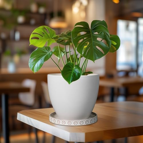 Eightpot Plant Tray for Pots - Ceramic Plant Saucer for Indoors Outdoors 7.5 Inch Plant Water Catcher Tray Plant Drainage Dray Decorative Flower Pot Saucer Plant Plates to Catch Water, Cream White - Image 6