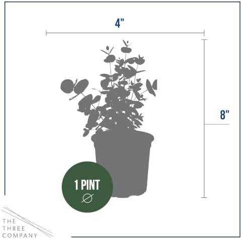 The Three Company Herb - Live Aromatic Herb, Eucalyptus (6 Pack) - Image 4