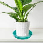 2 Pack of 20 21 inch Plant Saucer Round, Deep Plant Saucers for Pots, Heavy Duty Plastic Plant Drip Tray for Indoors Outdoor, Bird Bath Bowls, Plant Trays for Planter 19-22" (21 inch, Teal) - Image 5