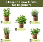 5 Herb Garden Planter Indoor with Wooden Box, Home Kitchen Seed Starter Kit Including Basil, Thyme, Parsley, Rosemary, Mint, Birthday, Mothers Day, House Warming, Gardening Gifts for Women, Mom - Image 2
