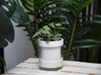 Phoenix Vine 4 Inch Self Watering Planter, White Terracotta Clay Pot with Glass Reservoir for Indoor Plants, Herbs, Flowers, Set of 3, 52-B-E-3 - Image 5