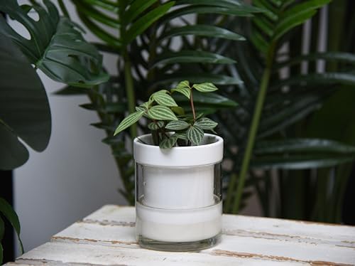 Phoenix Vine 4 Inch Self Watering Planter, White Terracotta Clay Pot with Glass Reservoir for Indoor Plants, Herbs, Flowers, Set of 3, 52-B-E-3 - Image 5