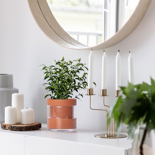 Phoenix Vine 6 Inch Self Watering Planter Pot, Terracotta Clay Pot with Glass Reservoir for Indoor Plants, Herbs, Flowers, Set of 2, 52-A-F-2 - Image 7