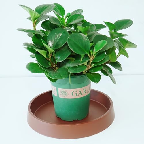 Plant Saucer Tray for Ceramic Plastic Pots, 18 inch Plant Saucers for Indoors, Pot Saucers Trays, Bird Bath Bowls, Flower Planter Water Drip Trays for Pots Base (18", Brown) - Image 3