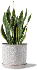 8 Inch Ceramic Plant Pot with Drainage Hole & Separate Saucer by Chubacoo