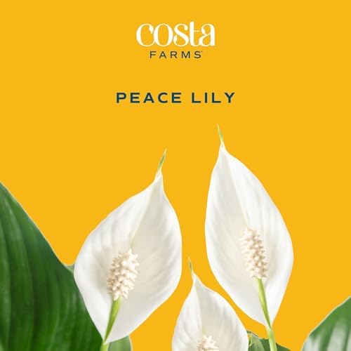 Costa Farms Peace Lily, Live Indoor Plant, Air Purifying, White Flowers - Image 3