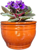 African Violet Pots Self Watering Orange 6 inch by Dphagesy