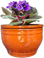 African Violet Pots Self Watering Orange 6 inch by Dphagesy