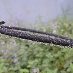 Pipe connector 20m Anti-aging 4/8mm Soaker Hose Agriculture Irrigation System Fruit Trees Watering Drains Leaking Tube Permeable Pipe - Image 4