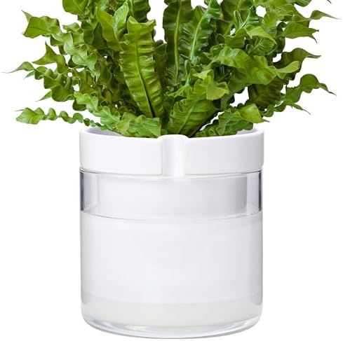 Phoenix Vine 8 Inch Self Watering Planter, White Terracotta Clay Pot with Glass Reservoir for Indoor Plants, Herbs, Flowers, Set of 1, 52-B-H-1 by Phoenix+Vine